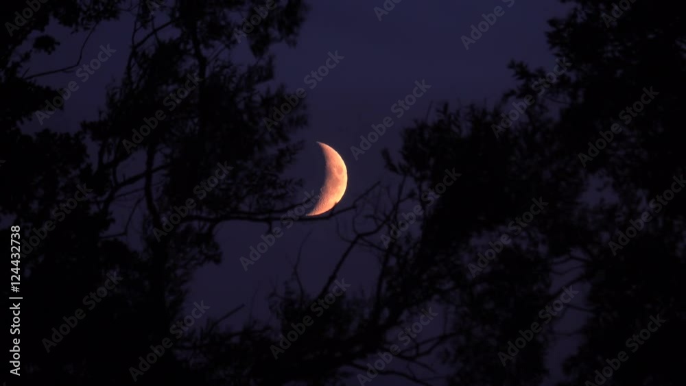 Crescent moon and dark night sky with silhouette of trees. Mysterious ...
