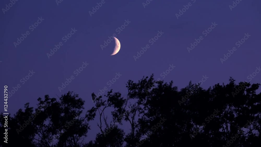 Crescent moon and dark night sky with silhouette of trees. Mysterious and moody nature scene.