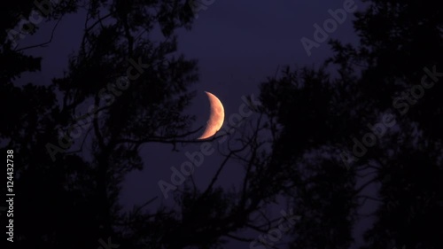 Crescent moon and dark night sky with silhouette of trees. Mysterious and moody nature scene.