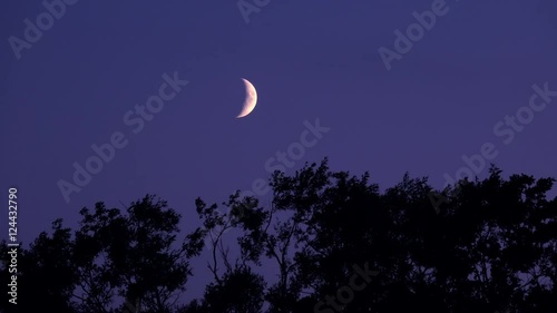 Crescent moon and dark night sky with silhouette of trees. Mysterious and moody nature scene.