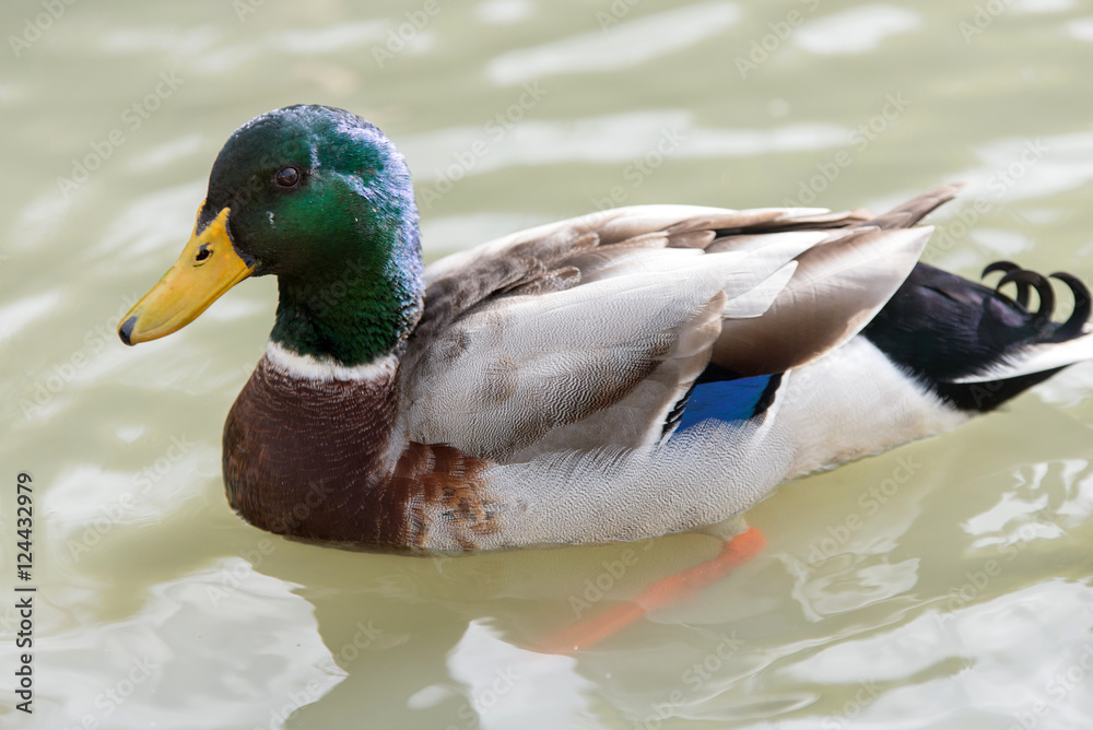 colvert sauvage colvert sauvage