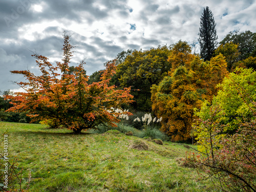 Obraz na płótnie Prunus Pandora Tree in Autumn