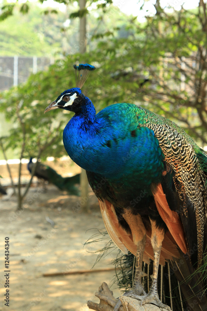 Peacock stand on a tree Peacock stand on a tree