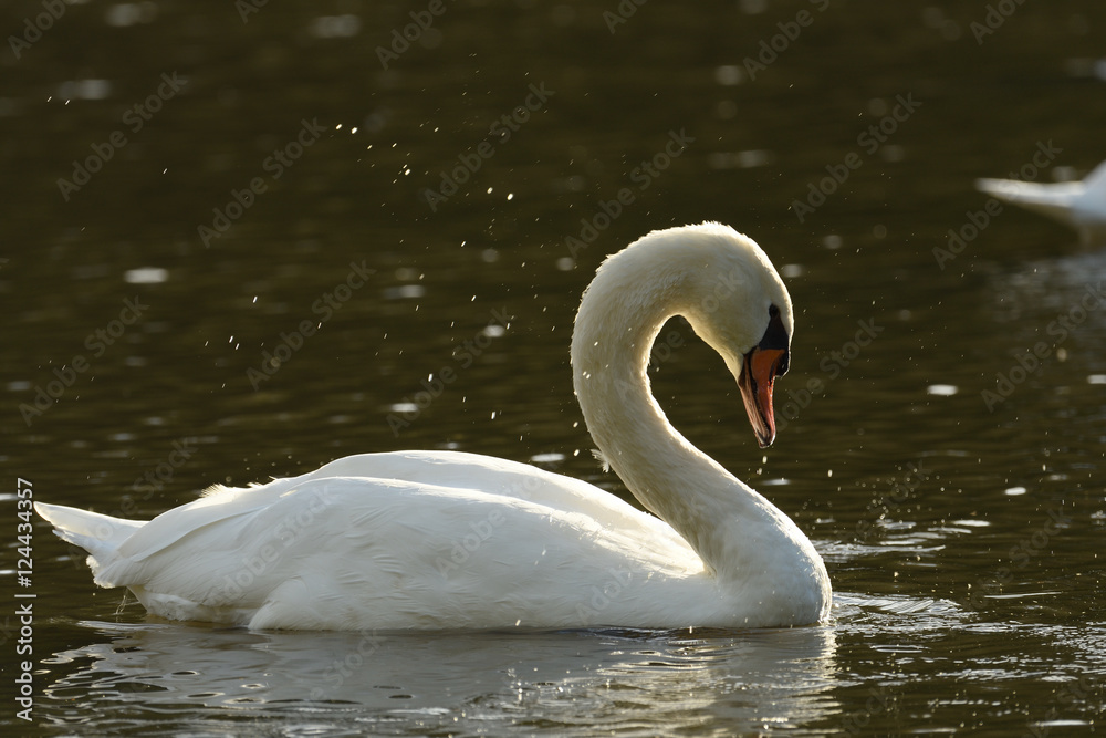 Fototapeta premium White Swan