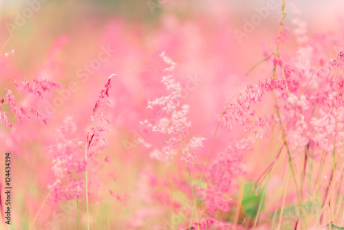 Flowers grass blurred bokeh background © sitthipong