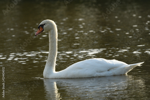 White Swan