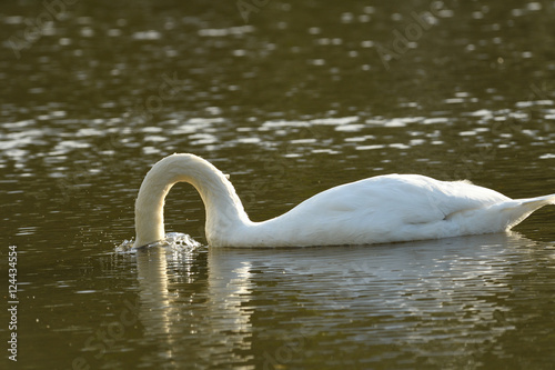 White Swan