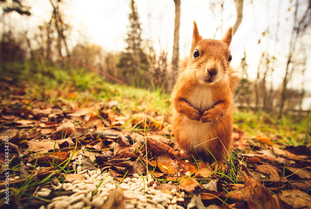Squirrel red fur funny pets autumn forest on background wild nature animal thematic (Sciurus vulgaris, rodent) - obrazy, fototapety, plakaty 