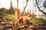 Squirrel red fur funny pets autumn forest on background wild nature animal thematic (Sciurus vulgaris, rodent)