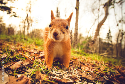 Squirrel red fur funny pets autumn forest on background wild nature animal thematic (Sciurus vulgaris, rodent) photo