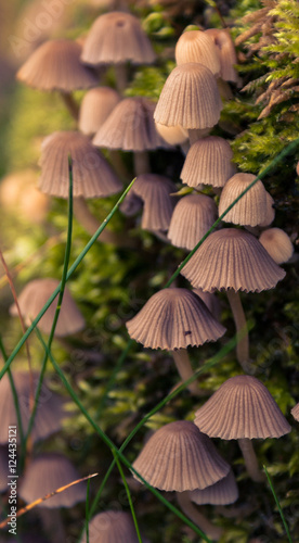 Mushrooms in the Dawn