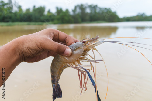 Fresh shrimp from local canal,in Surat Thani,Thailand