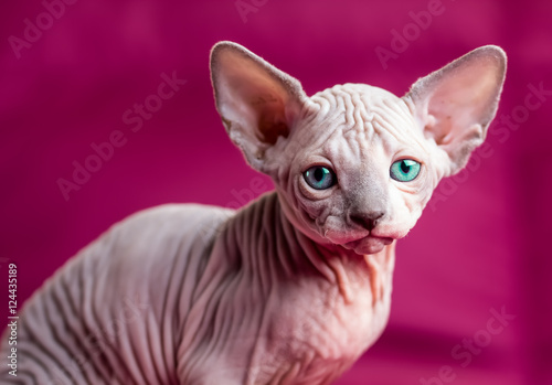 Sphynx hairless cat © lblinova