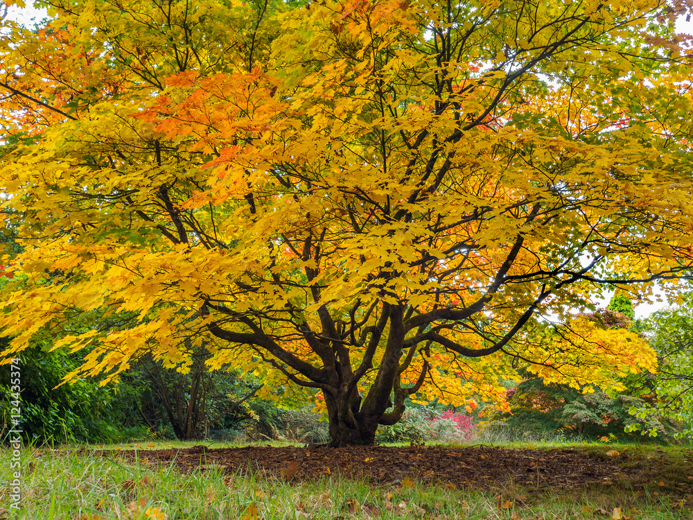 Acer Soccharinum Tree in Autumn