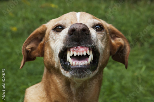 Vicious brown dog. Threatening jaws. photo