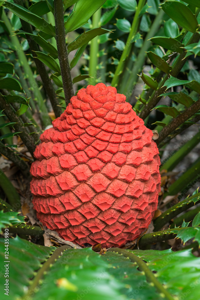 Fototapeta premium Encephalartos ferox cycad in cone