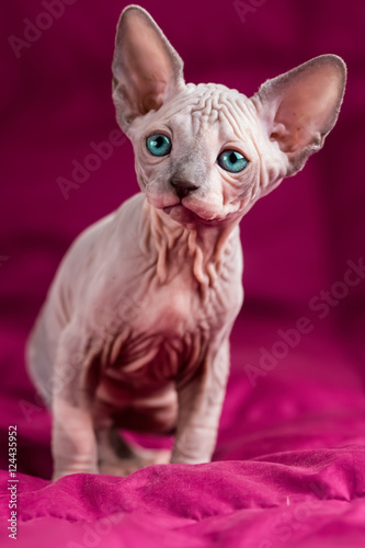 Sphynx hairless cat © lblinova