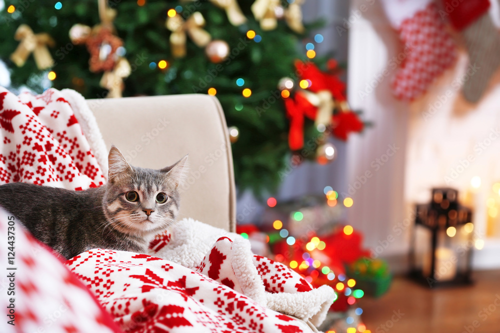 Naklejka premium Cat lying on sofa in living room decorated for Christmas