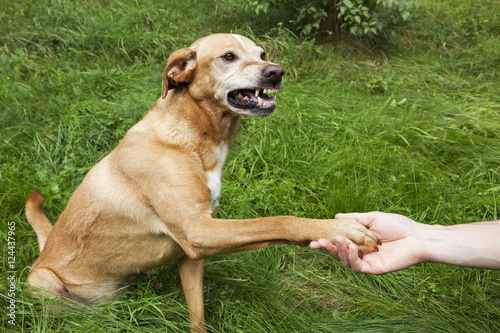 Unfriendly hand and paw shake. A brown dog in the grass.