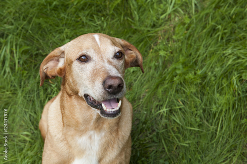 Cute brown dog with a green grass background. 