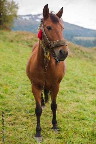 Horse in a pasture in the mountains © Roman Rvachov