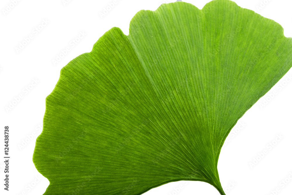 Fototapeta premium Ginkgo leaf on the white background
