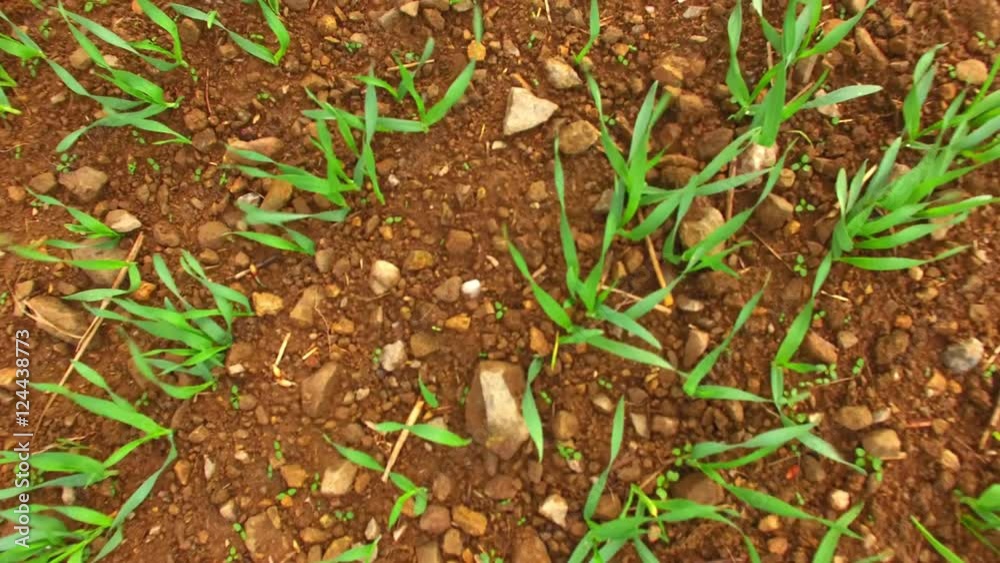 Drone start and flight over wheat field. Young seedlings in brown soil. New tool for farmers use drones to inspect of cultivated fields. Modern technology in agriculture. Drone start and flight over wheat field. Young seedlings in brown soil. New tool for farmers use drones to inspect of cultivated fields. Modern technology in agriculture.
