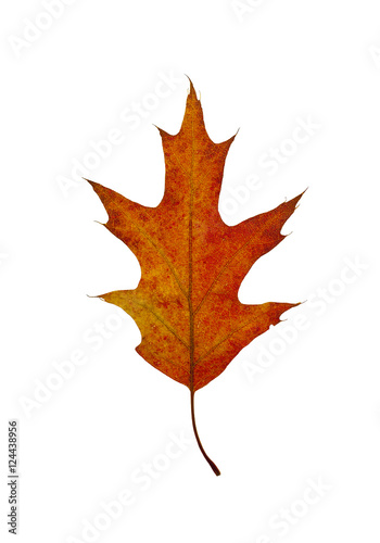Autumn leaf of oak Autumn leaf of oak isolated on a white background 