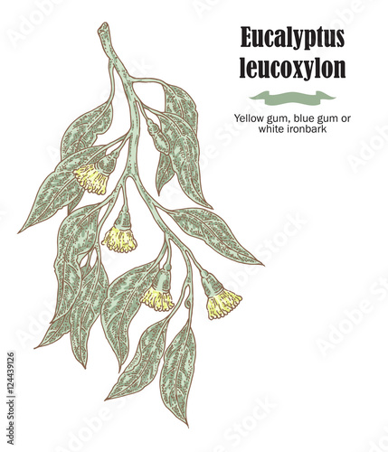 Hand drawn eucalyptus leaves and fruits. Eucalyptus leucoxylon photo