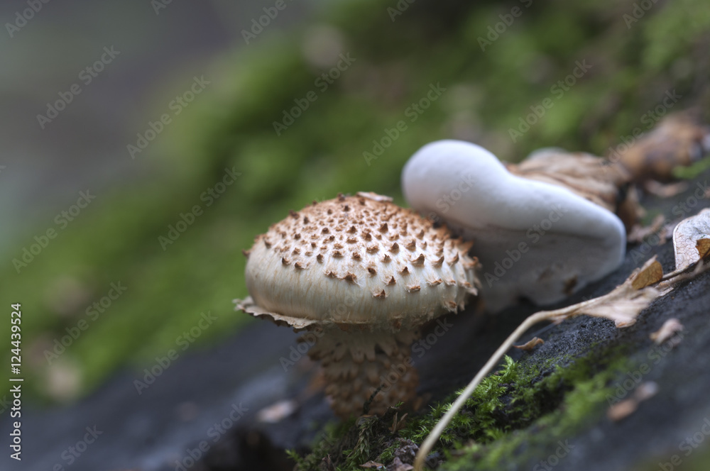 Pholiota squarrosa mushroom Pholiota squarrosa mushroom
