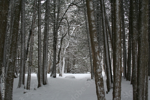 Through the Trees