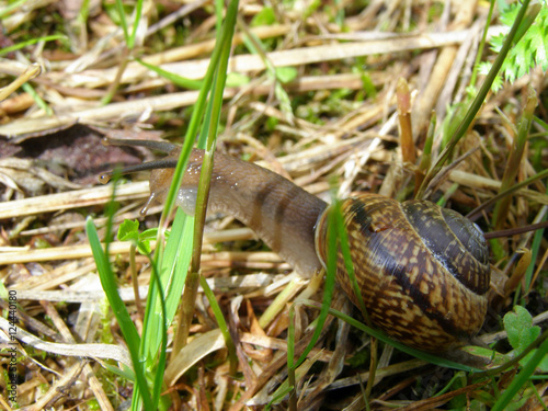 Edible snail in grass