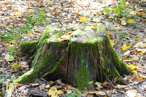 wooden stump with green moss