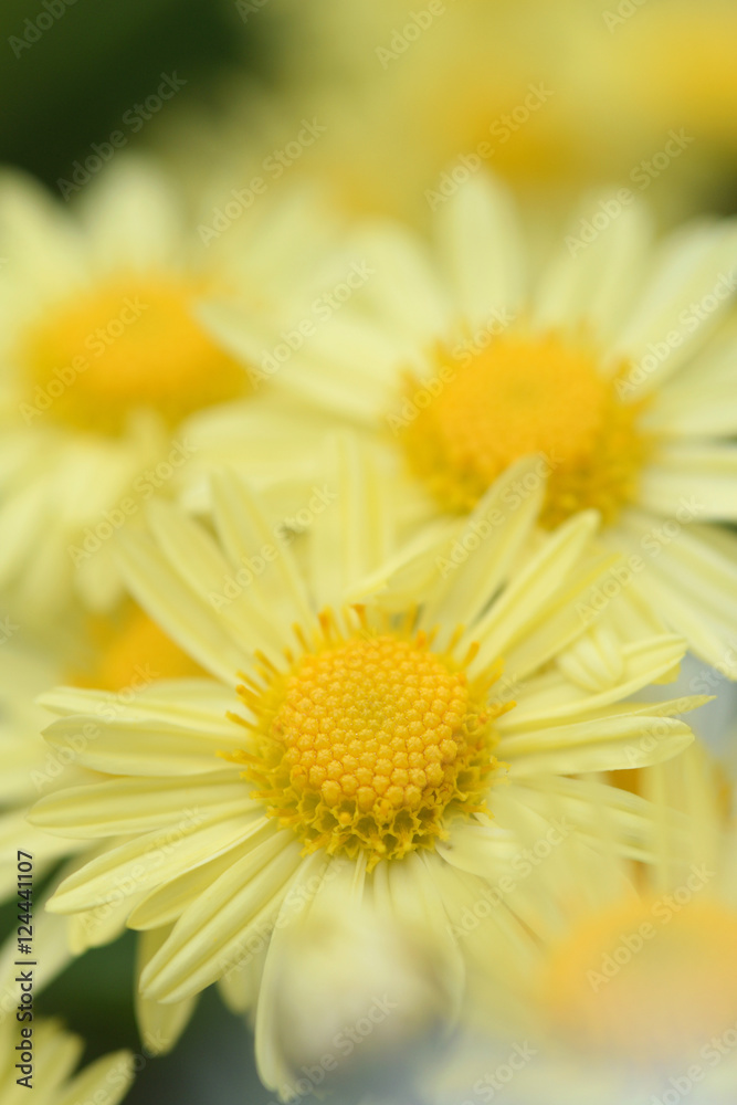 Fototapeta premium 黄色い小菊のアップ