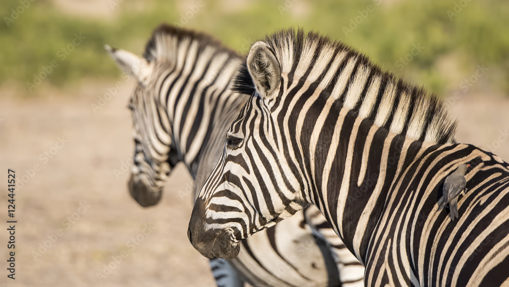 Portrait of a Wild Burchell's Zebra (Equus quagga burchellii) Portrait of a Wild Burchell's Zebra (Equus quagga burchellii)