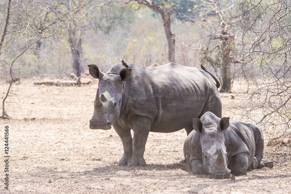 Fototapeta premium Wild Endangered White Rhinoceros (Ceratotherium simum) in Africa