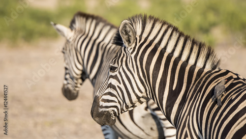 Portrait of a Wild Burchell's Zebra (Equus quagga burchellii)
