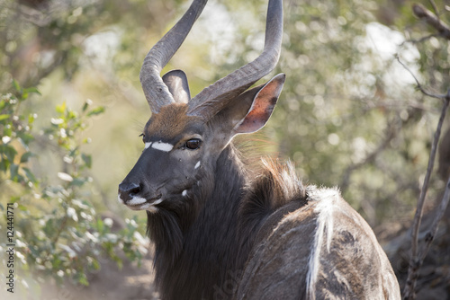Portrait of a Wild Male Nyala  Tragelaphus angasii  Antelope in