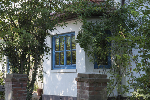 blaues Fenster in weisser Mauer umrahmt von Sträuchern in Worpswede © dawnwind
