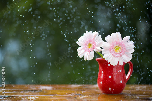 Fototapeta Naklejka Na Ścianę i Meble -  Pink Gerbera daisy flowers in jug with polka dots under the rain on wooden table outdoors