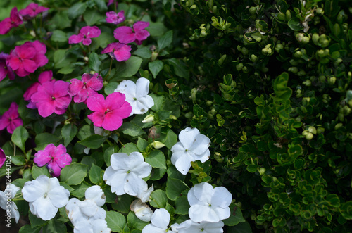 Fototapeta Naklejka Na Ścianę i Meble -  Closeup of bush of white and violet flowers in ornamental garden
