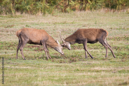 Red Deer Stag