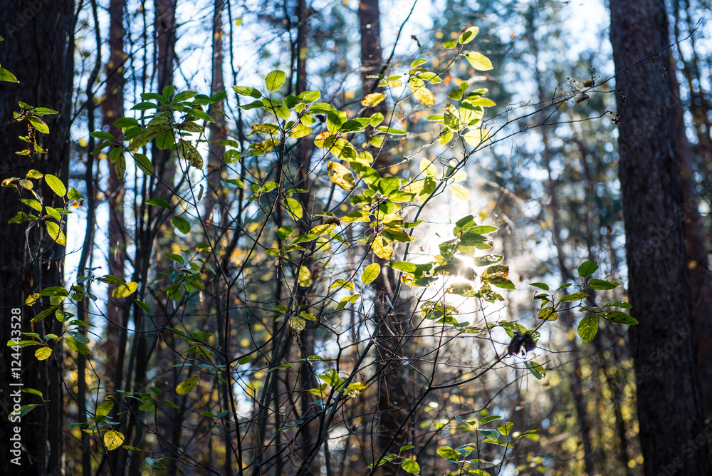 Fototapeta premium autumn colored forest leaves against the sun
