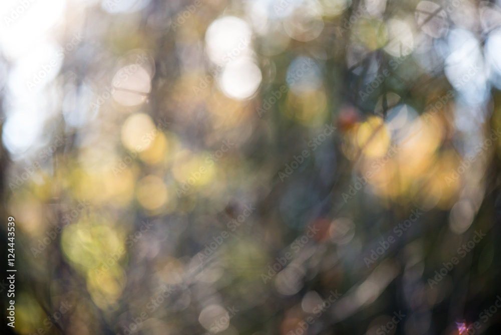 Obraz premium autumn colored blur background