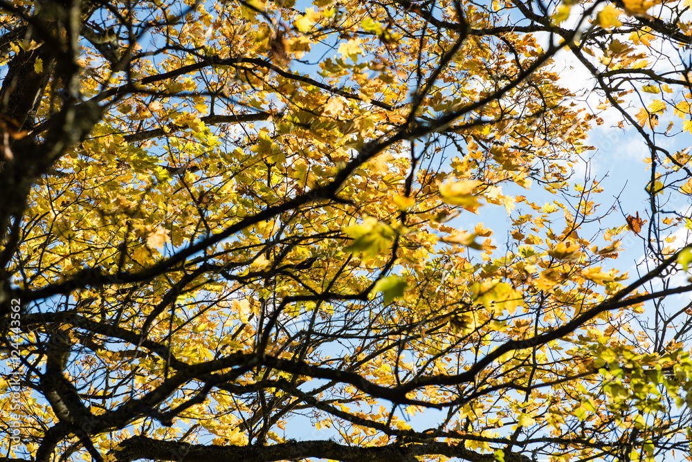 old big tree on color background with blue sky