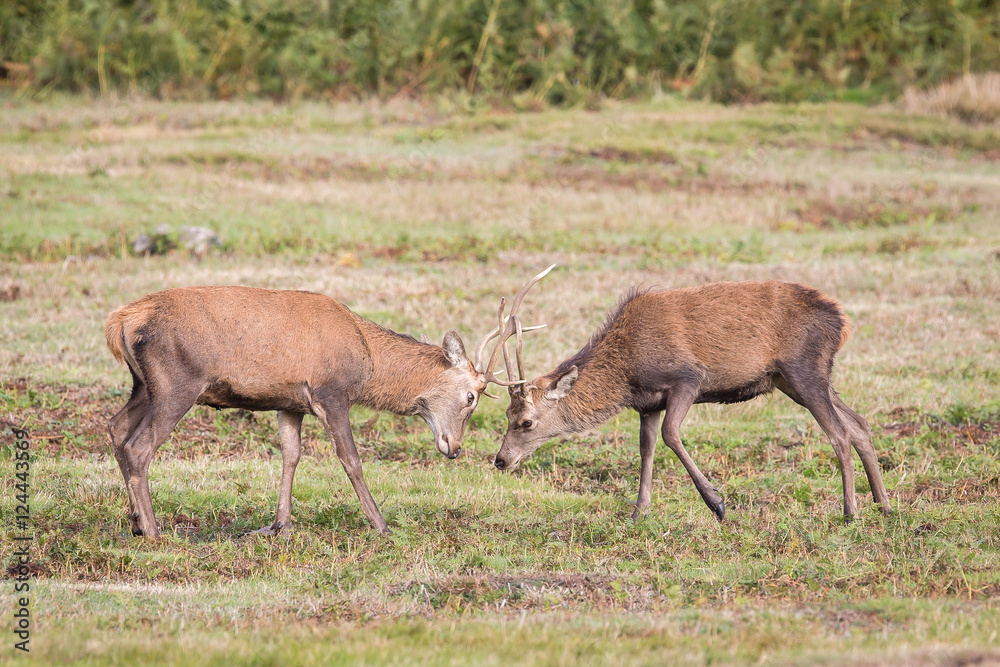 Fototapeta premium Red Deer Stag