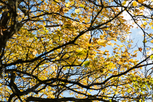 old big tree on color background with blue sky