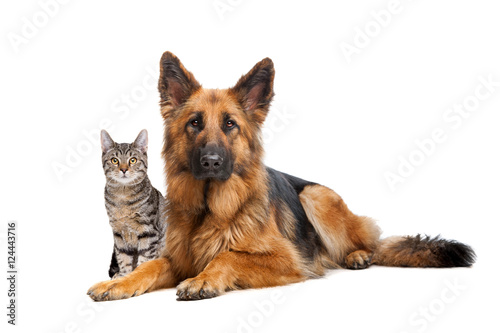 Fototapeta Naklejka Na Ścianę i Meble -  cat and a German Shepherd dog