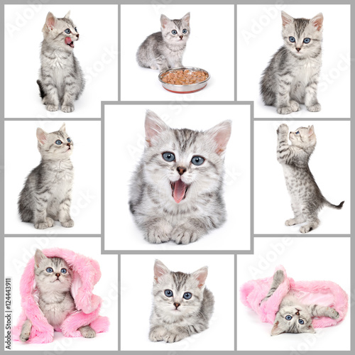 Collage from gray kitten photos. Nine in one