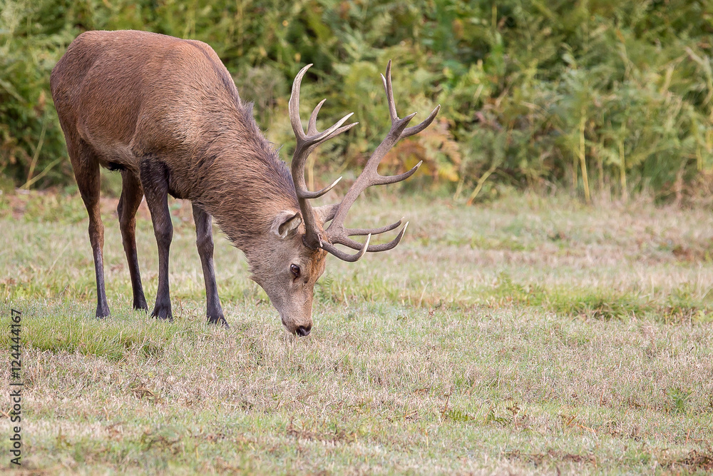 Obraz premium Red Deer Stag